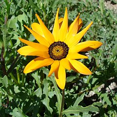 dimorphotheca sinuata